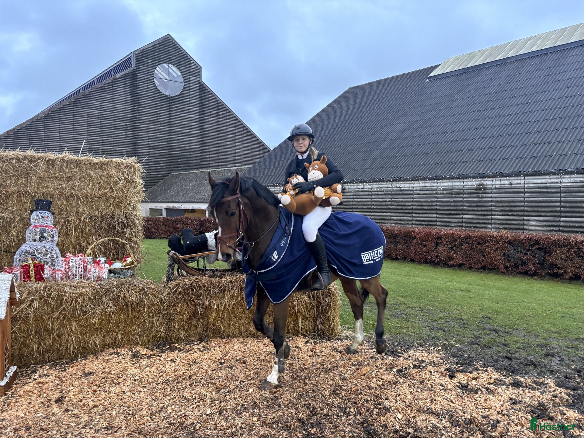  hästar Cody V - Jeres nye spring pony? - Annons 2