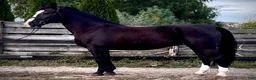 Allround hästar till salu: Hajli–Lovely Silesian Mare|169cm|Dressage&Allround - Annons 15