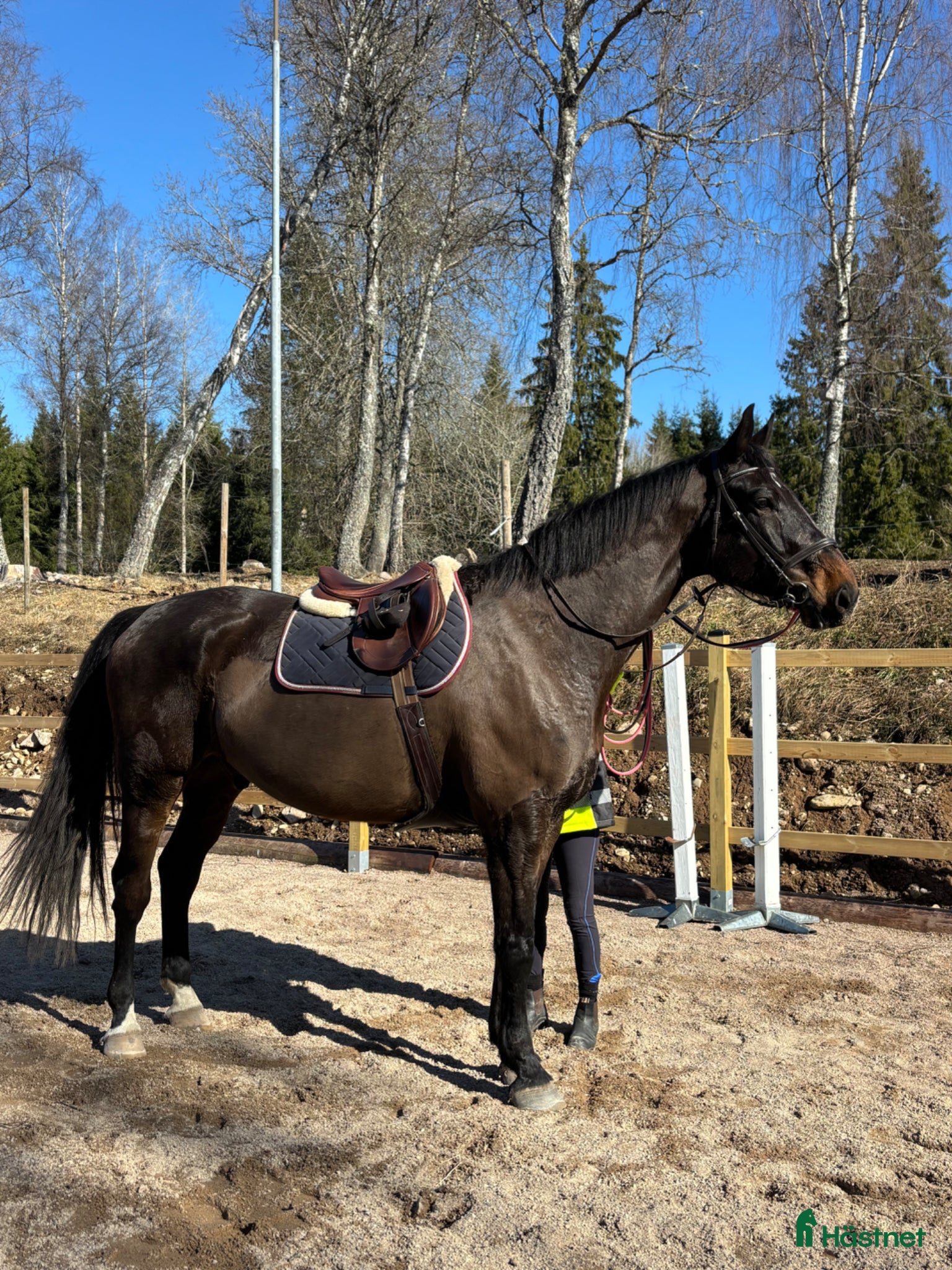  hästar 💥KRUTPAKET TILL DEN SATSANDE💥 - Annons 2