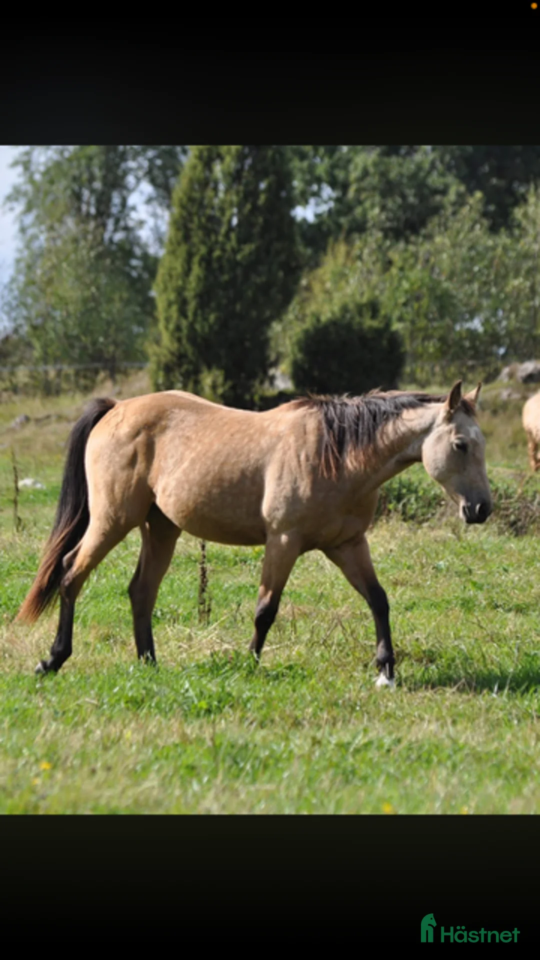 Western hästar till salu: Blivande 3 åring söker arbete  i Landsbro - Annons 4