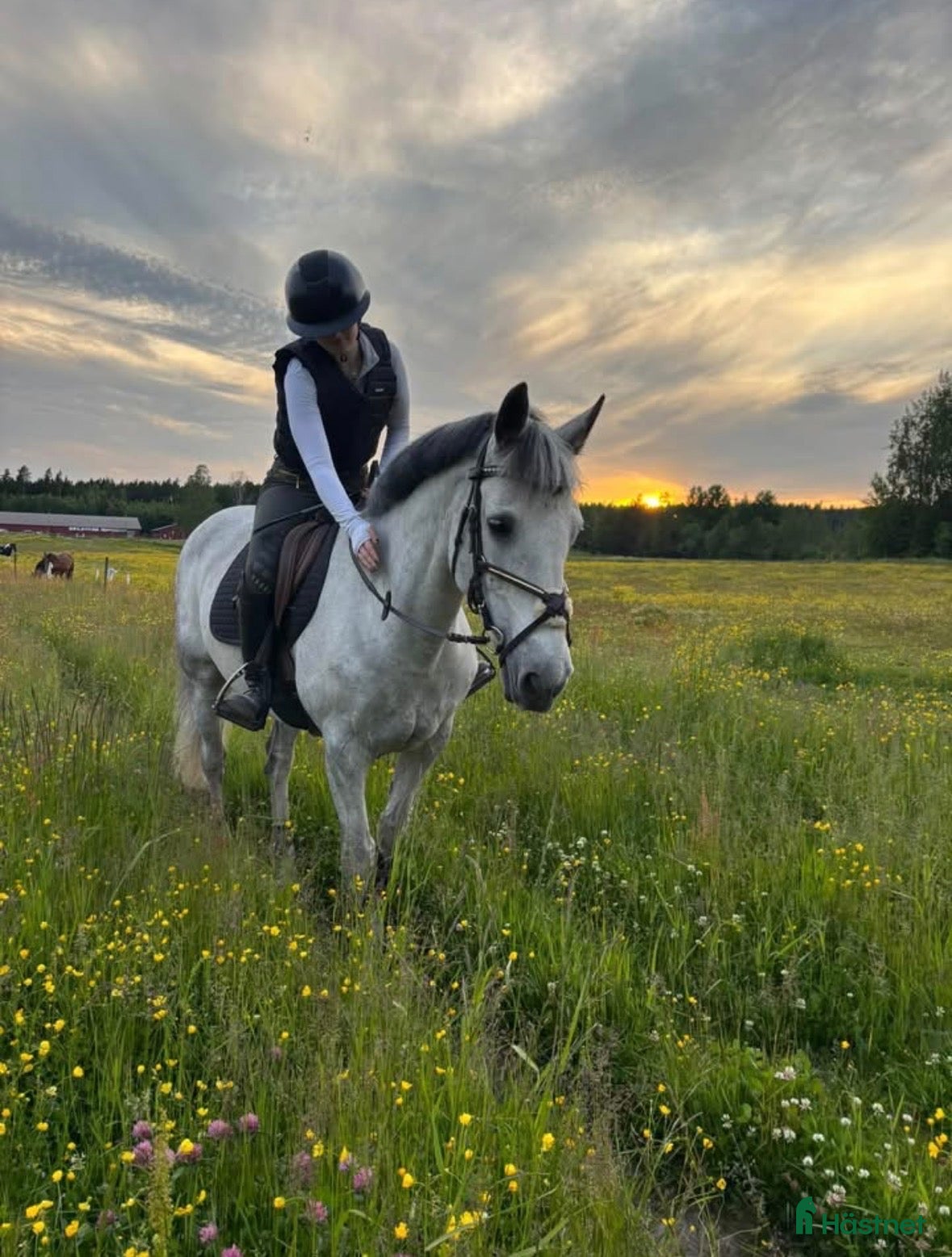  hästar Världens snällaste ponny söker nytt hem  - Annons 8