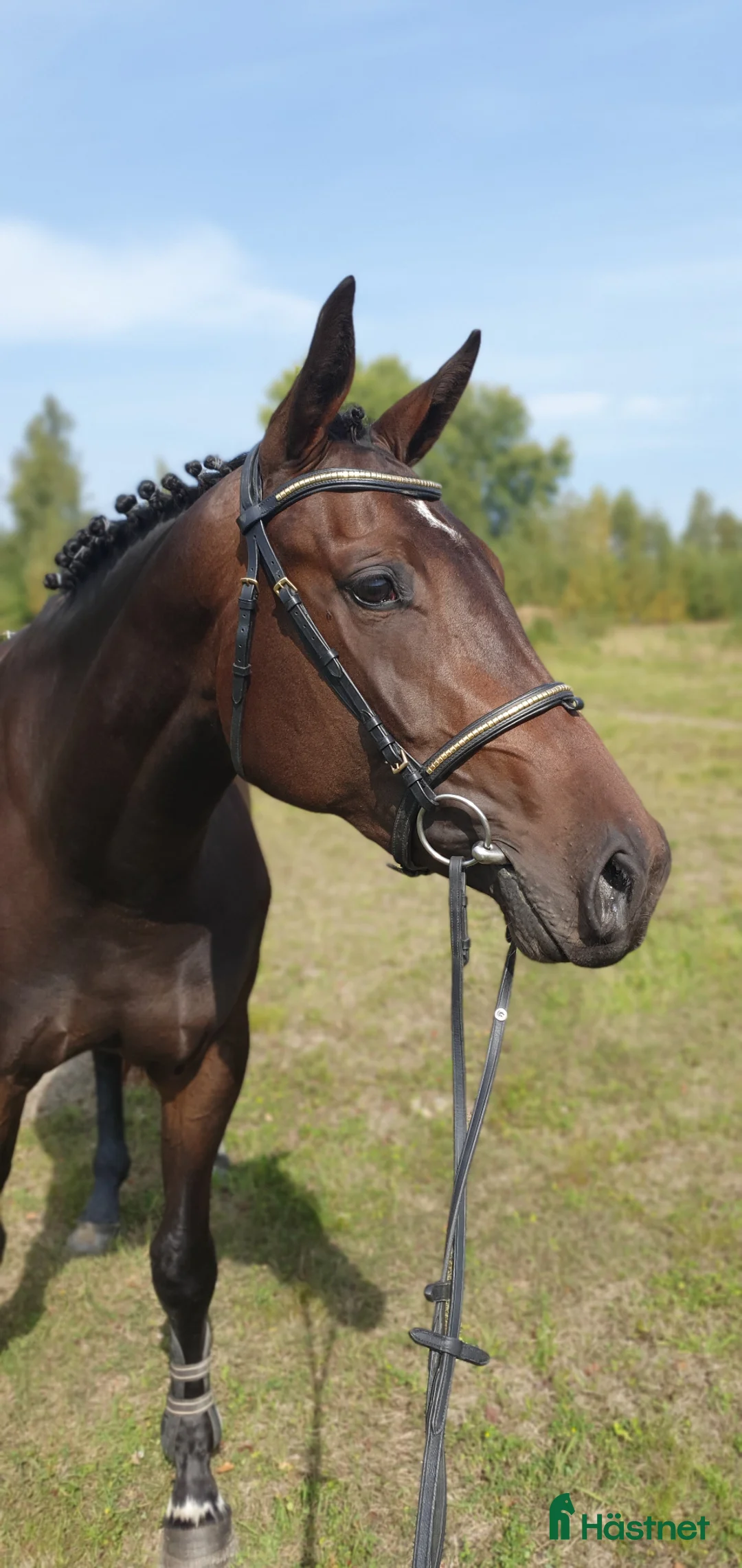 Hoppning hästar till salu: Blivande stjärna - Annons 1