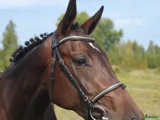 hästar Blivande stjärna - Annons 10