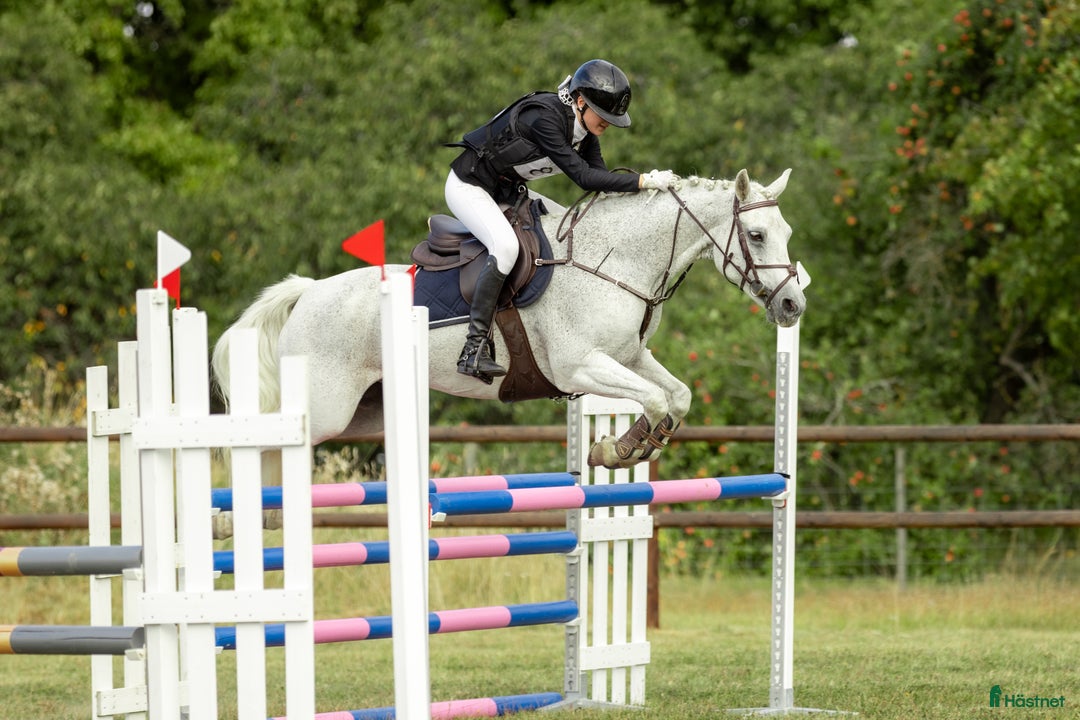 Fälttävlan hästar till salu: Erfaren Fälttävlans- & hopp ponny  i Vallentuna - Annons 1