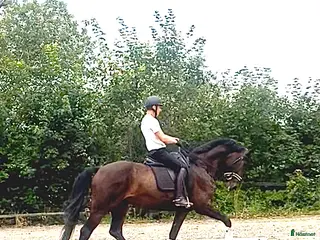 hästar Valack med potential fyndpris - Annons 2