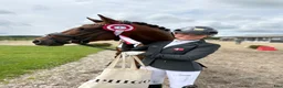 Dressyr hästar till salu: Top FEI pony  - Annons 8
