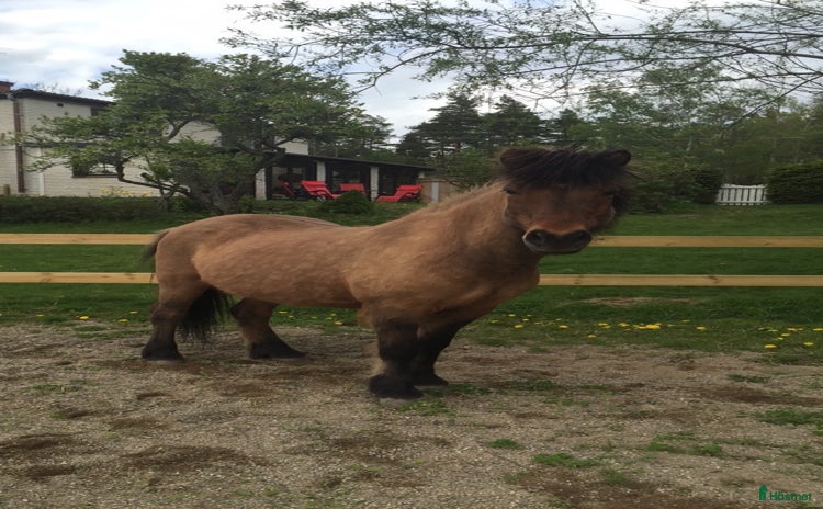  foderhäst i Ärla - Annons 15