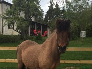 foderhäst Fodervärd sökes i Ärla - Annons 22
