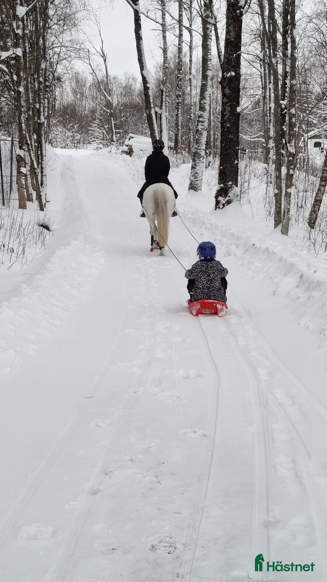 Allround hästar till salu: Ponny med hjärtat på rätt ställe i Arvika - Annons 4