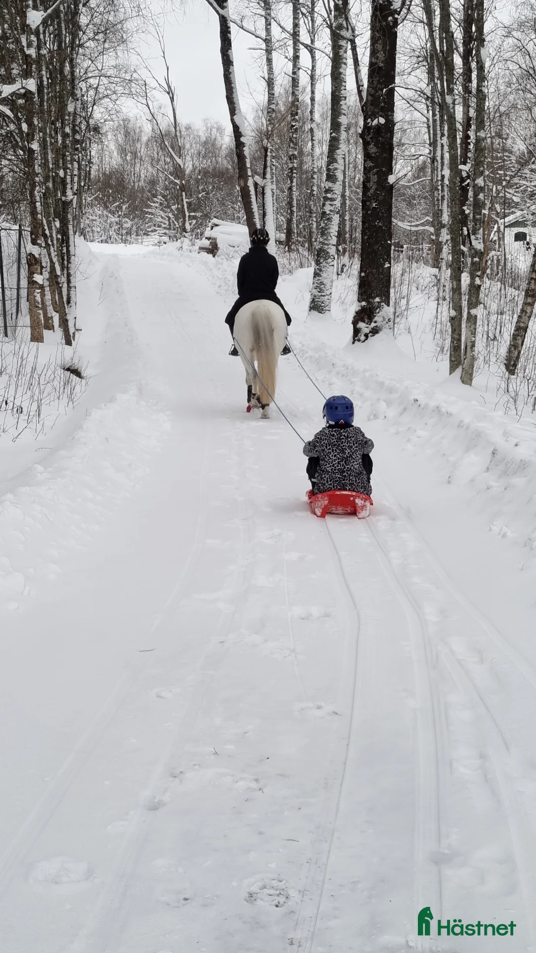 Allround hästar till salu: Ponny med hjärtat på rätt ställe - Annons 4
