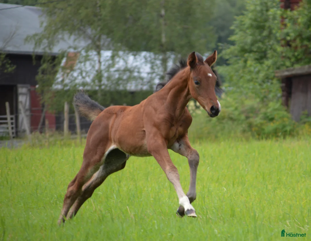 Dressyr hästar till salu: Flott hoppeføll selges! i Sagstua - Annons 5