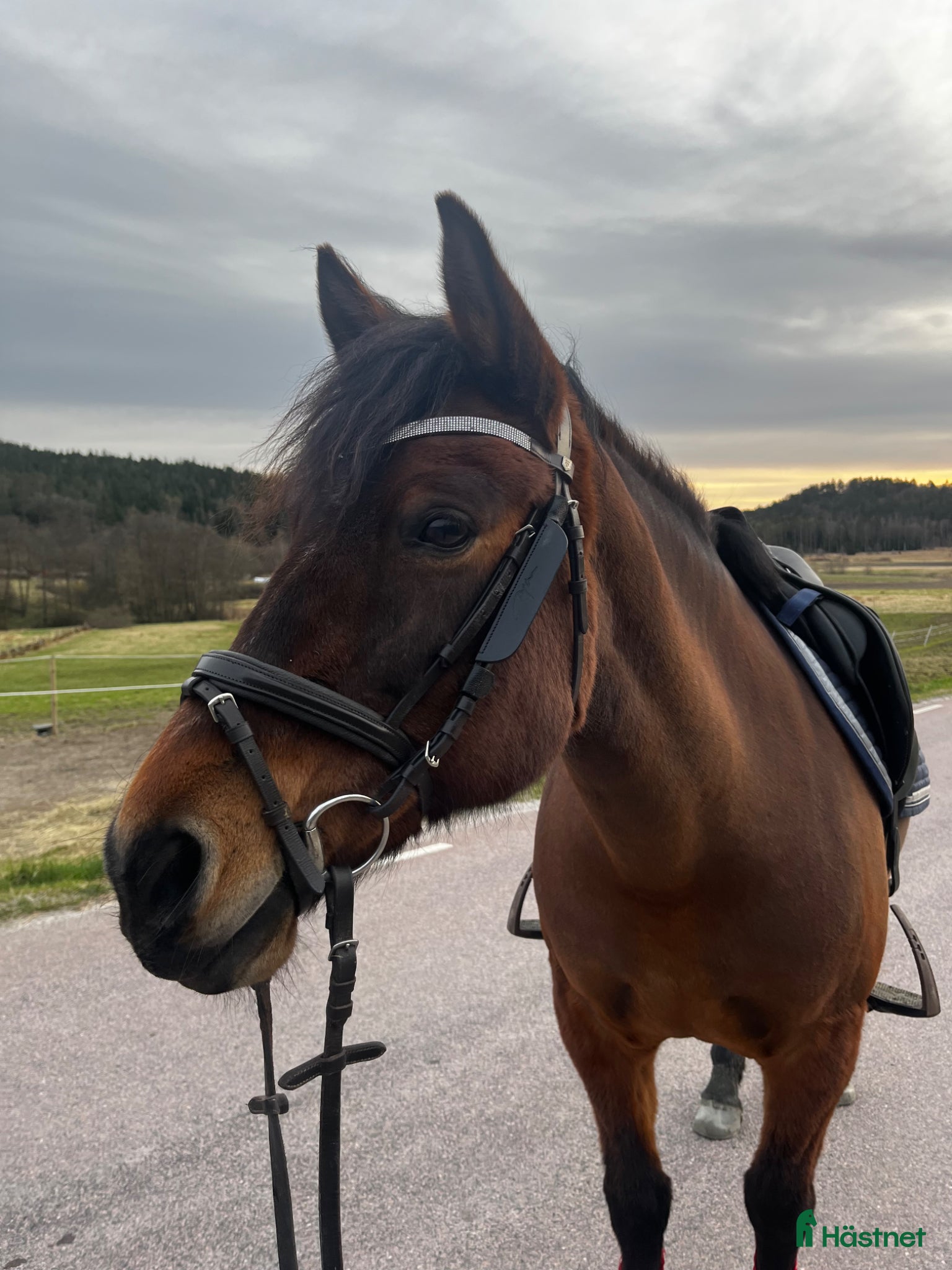 hästar Ponny med stort hjärta söker fem ⭐️ hem - Annons 14