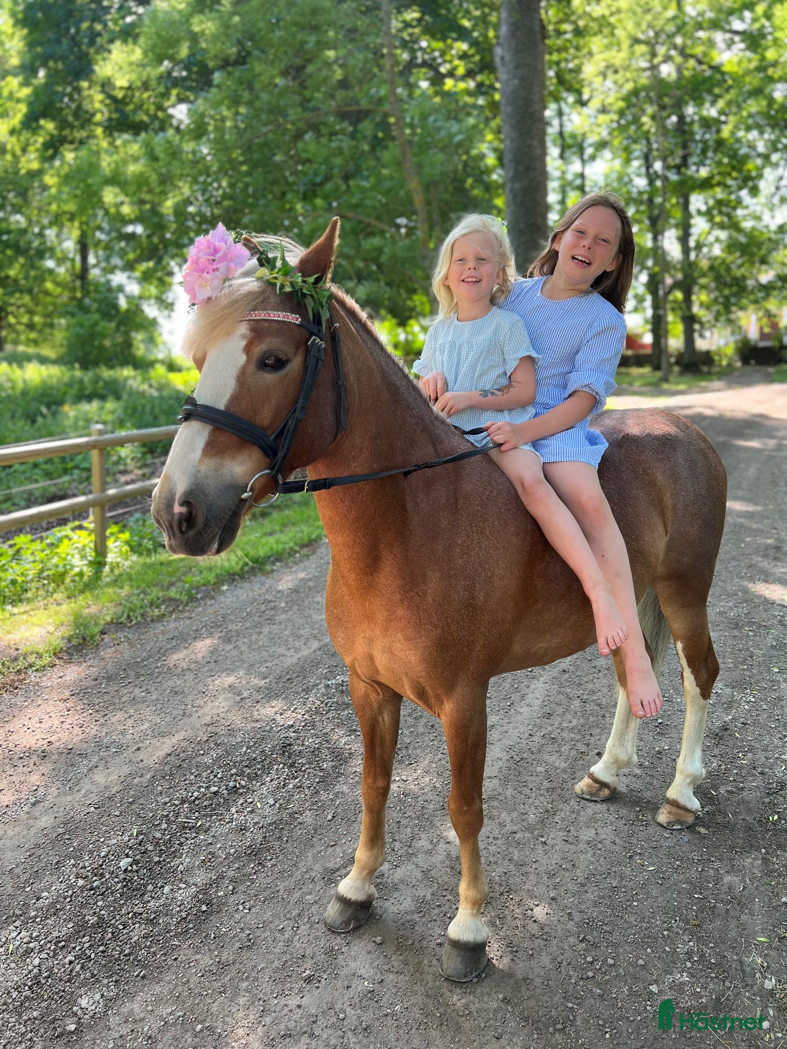  hästar Sökes sommarponny till erfaren familj 🌸 - Annons 2