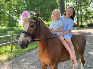 hästar Sökes sommarponny till erfaren familj 🌸 - Annons 2