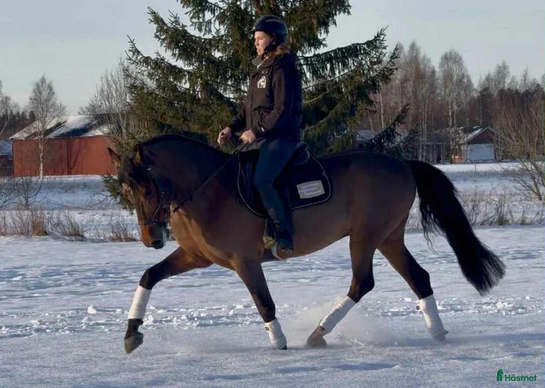 Allround hästar till salu: Trygg och okomplicerad valack i Sala - Annons 8