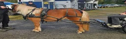 Trav hästar till salu: Fantastiskt Shetlandssto - Annons 8