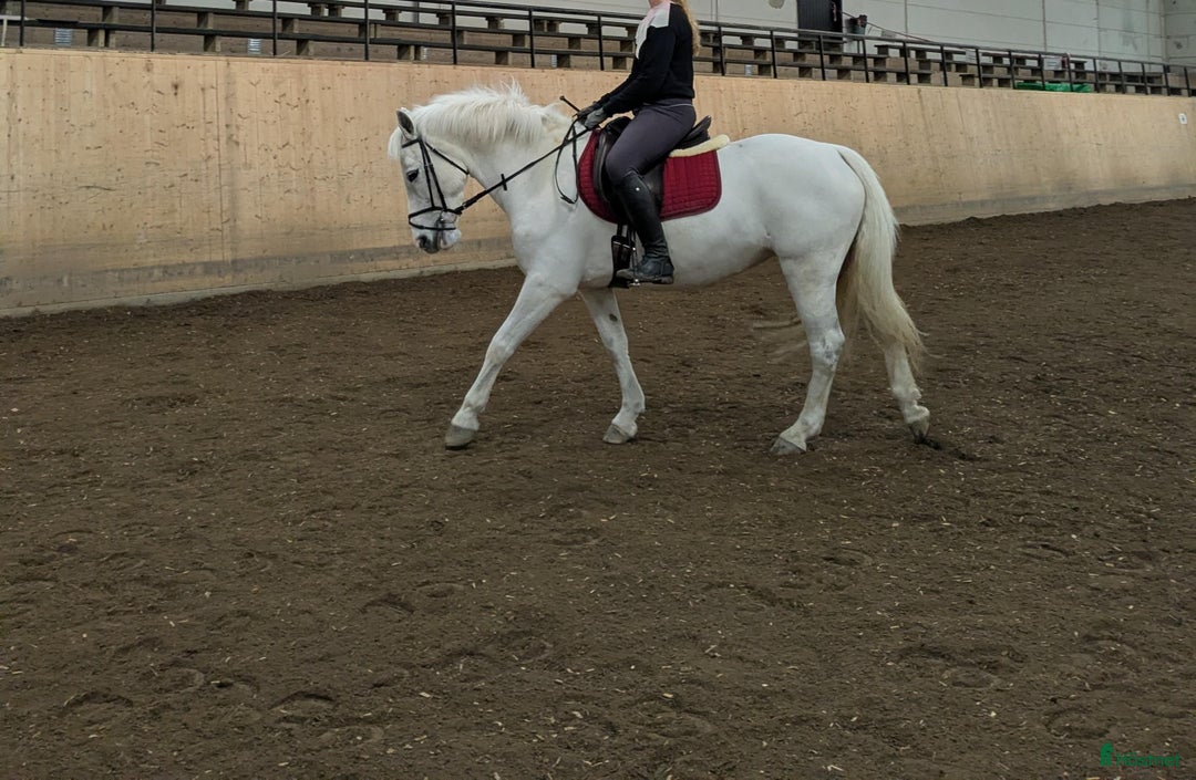 Allround hästar sökes: Charmig c-ponny söker fodervärd! i Malmö - Annons 3
