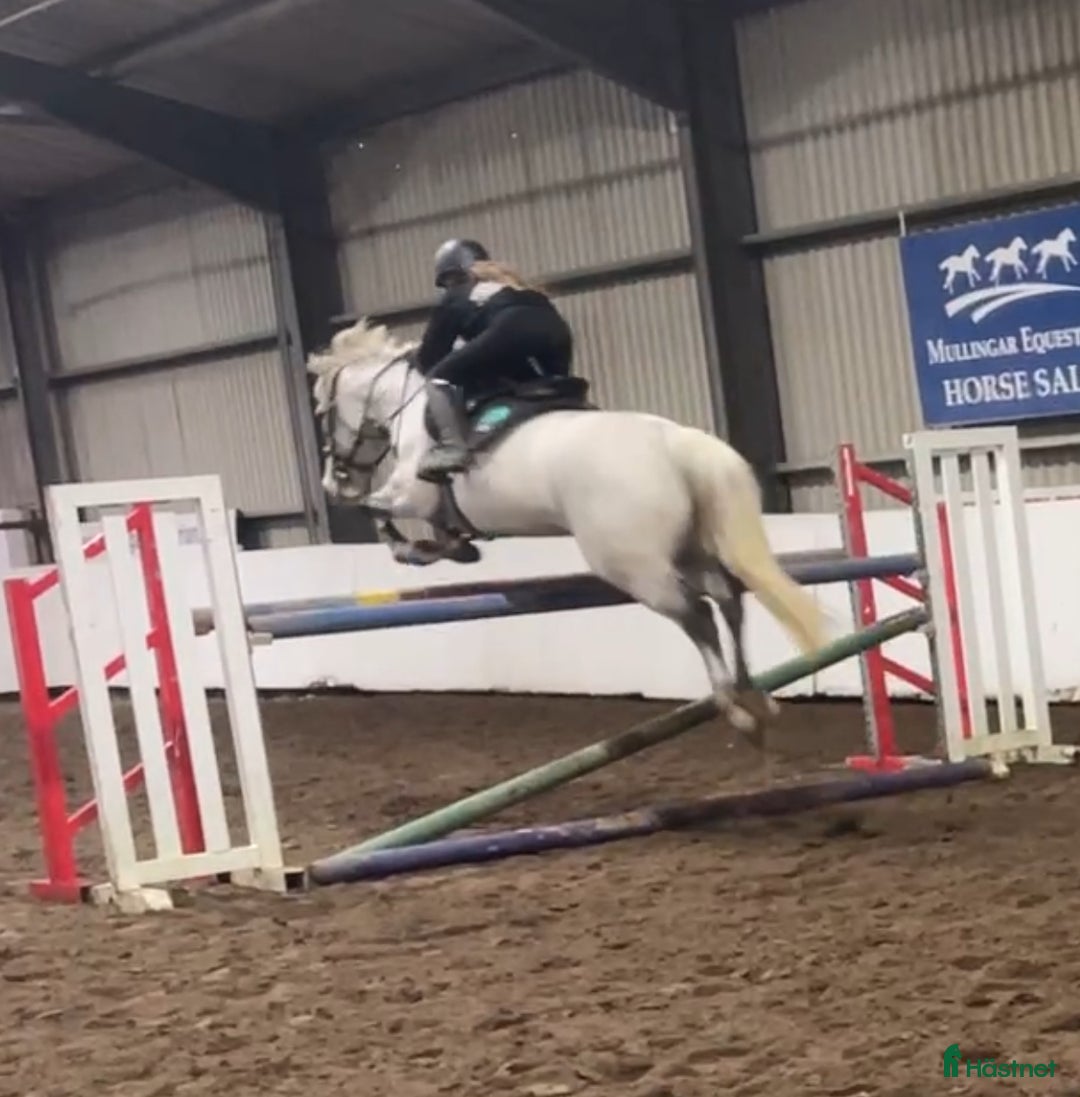 Hoppning hästar till salu: 6yr old 148 gelding i Stockholm - Annons 5