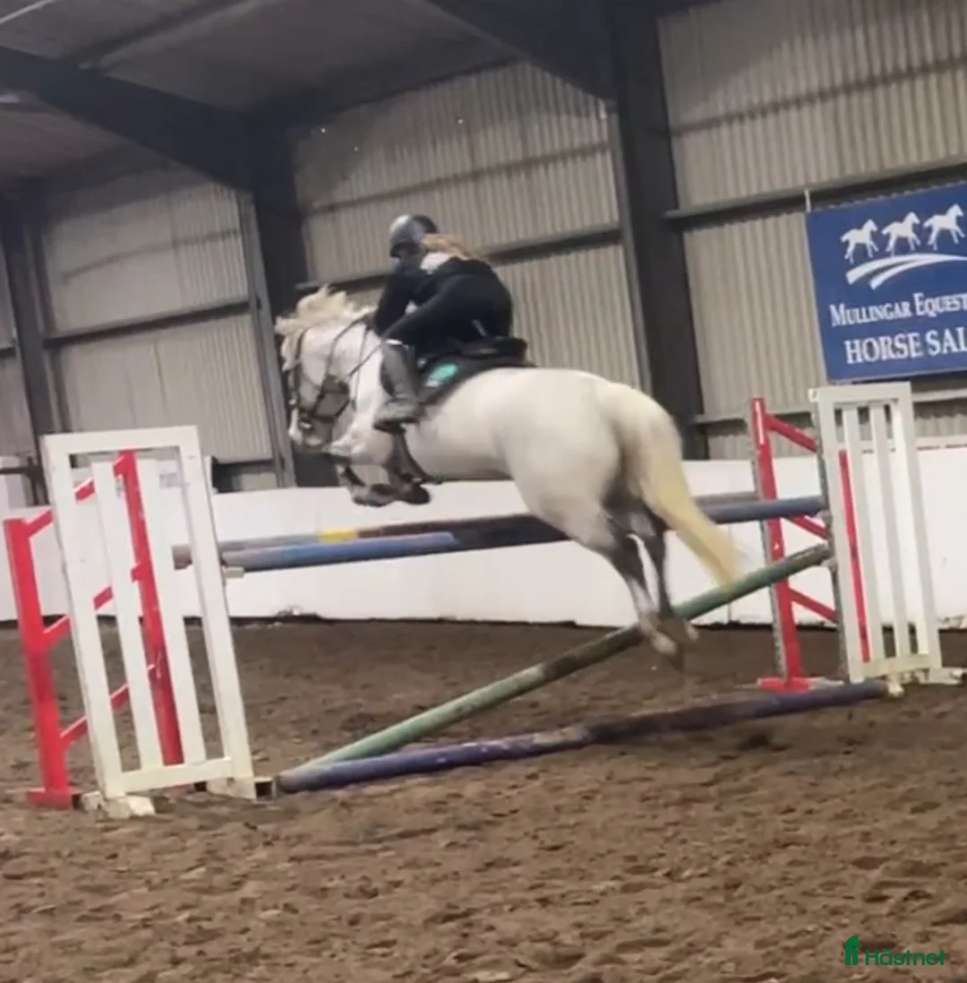 Hoppning hästar till salu: 6yr old 148 gelding i Stockholm - Annons 5