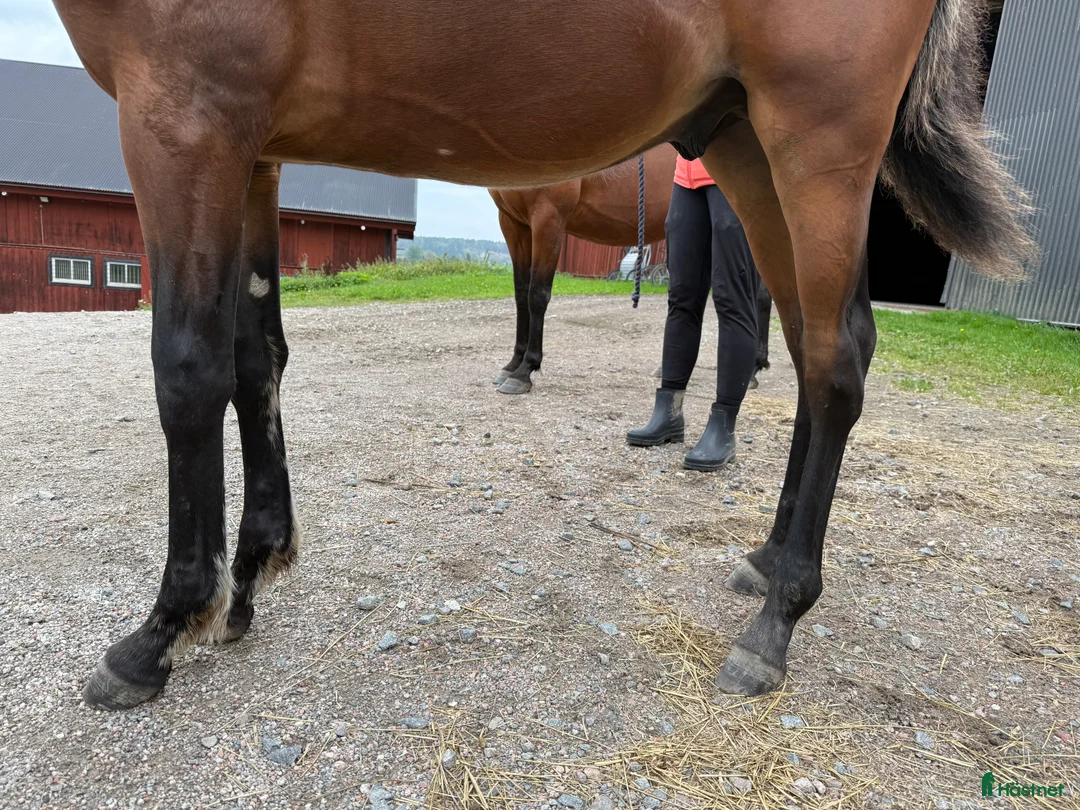 Trav hästar till salu: Välhanterat årsföl e Hayden Hanover i Tystberga - Annons 8