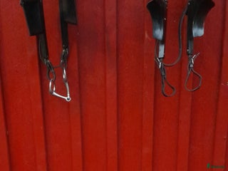 Travselar trav till salu: Travsele huvudlag lång tömmar i Sorunda - Annons 1