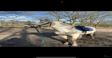  hästar i Kristianstad - Annons 7