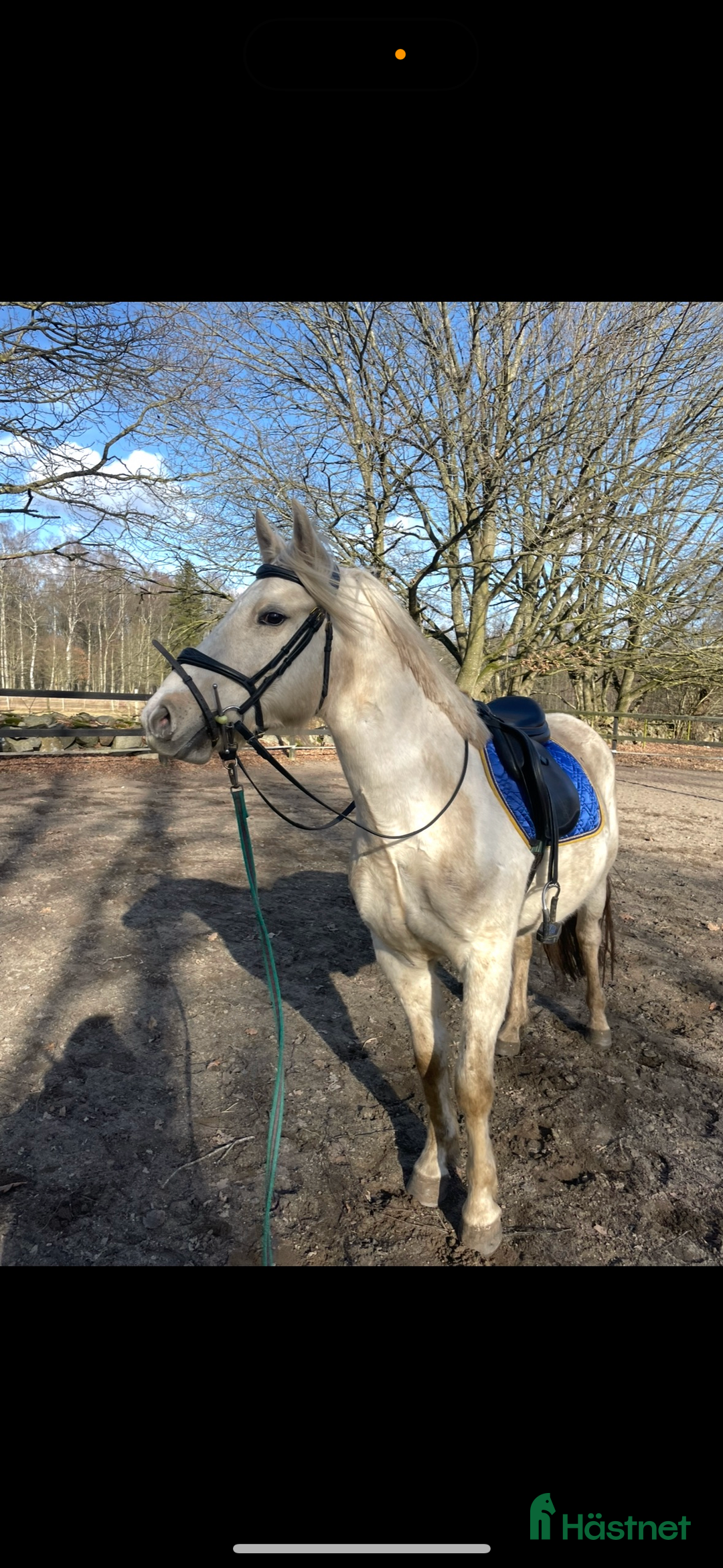 Allround hästar till salu: Lovande ungponny. i Kristianstad - Annons 2