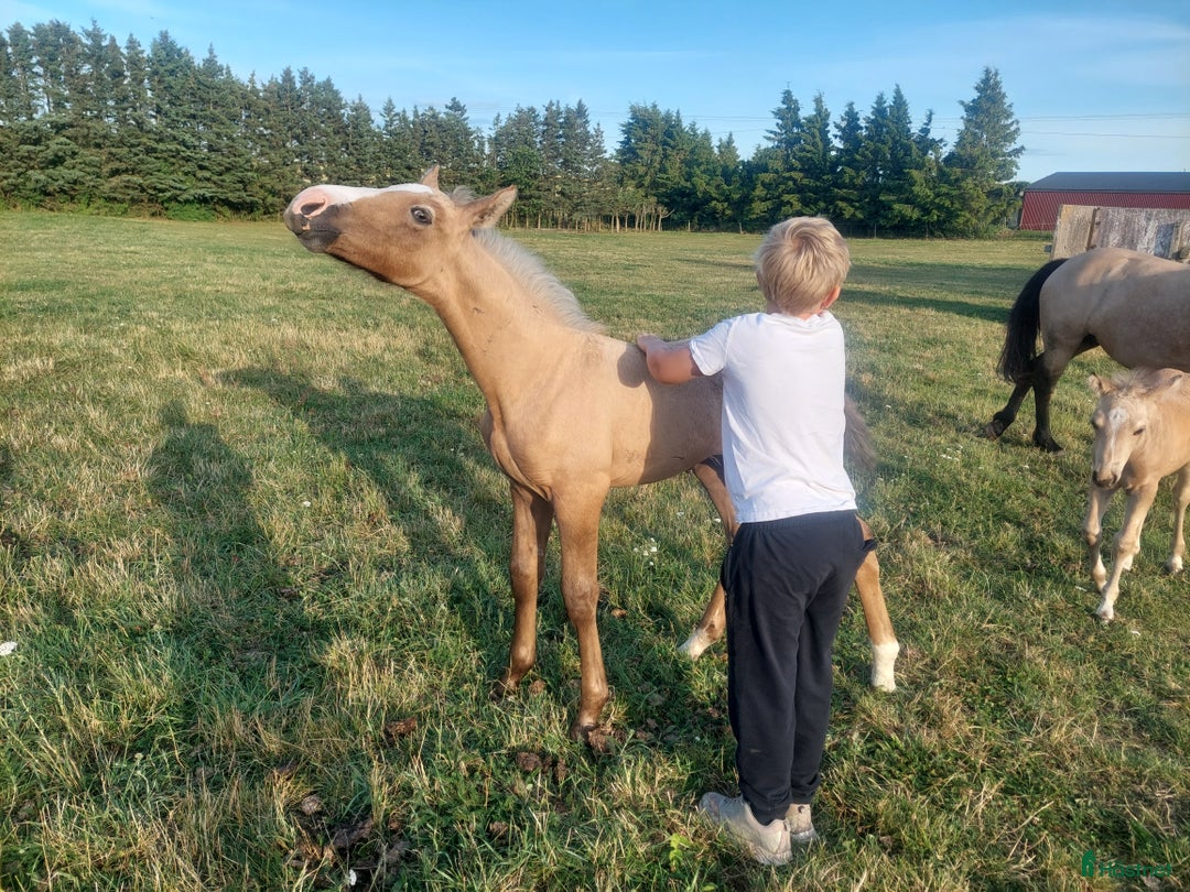 Hoppning hästar till salu: Topp ponny i storhäst format i Onslunda - Annons 4