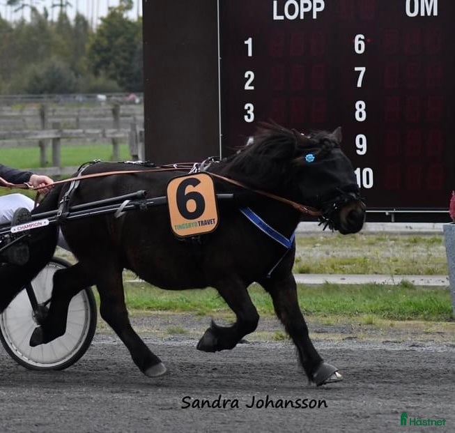  hästar Travshettis Ysol  - Annons 1