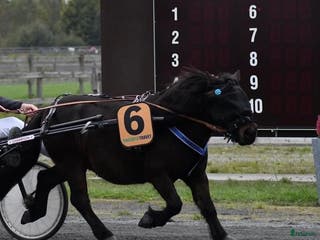 hästar Travshettis Ysol - Annons 5