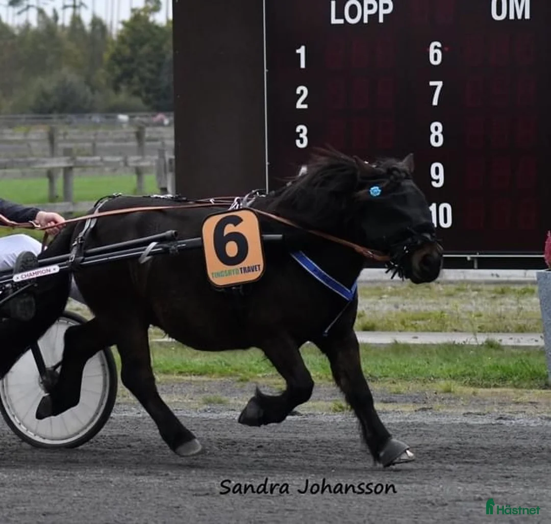 Trav hästar till salu: Travshettis Ysol  - Annons 1