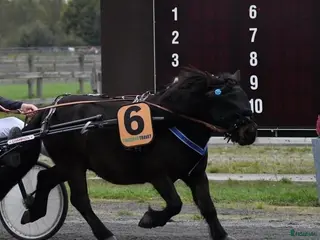 hästar Travshettis Ysol - Annons 1