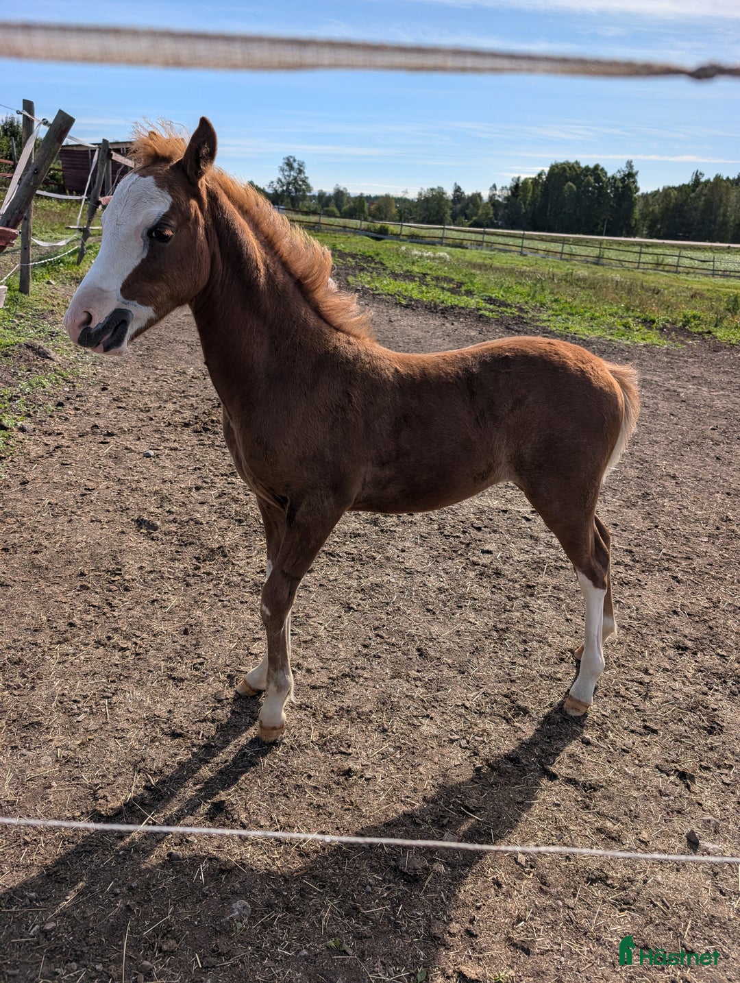 Allround hästar till salu: Två halvbröder söker nytt hem i Ilsbo - Annons 8