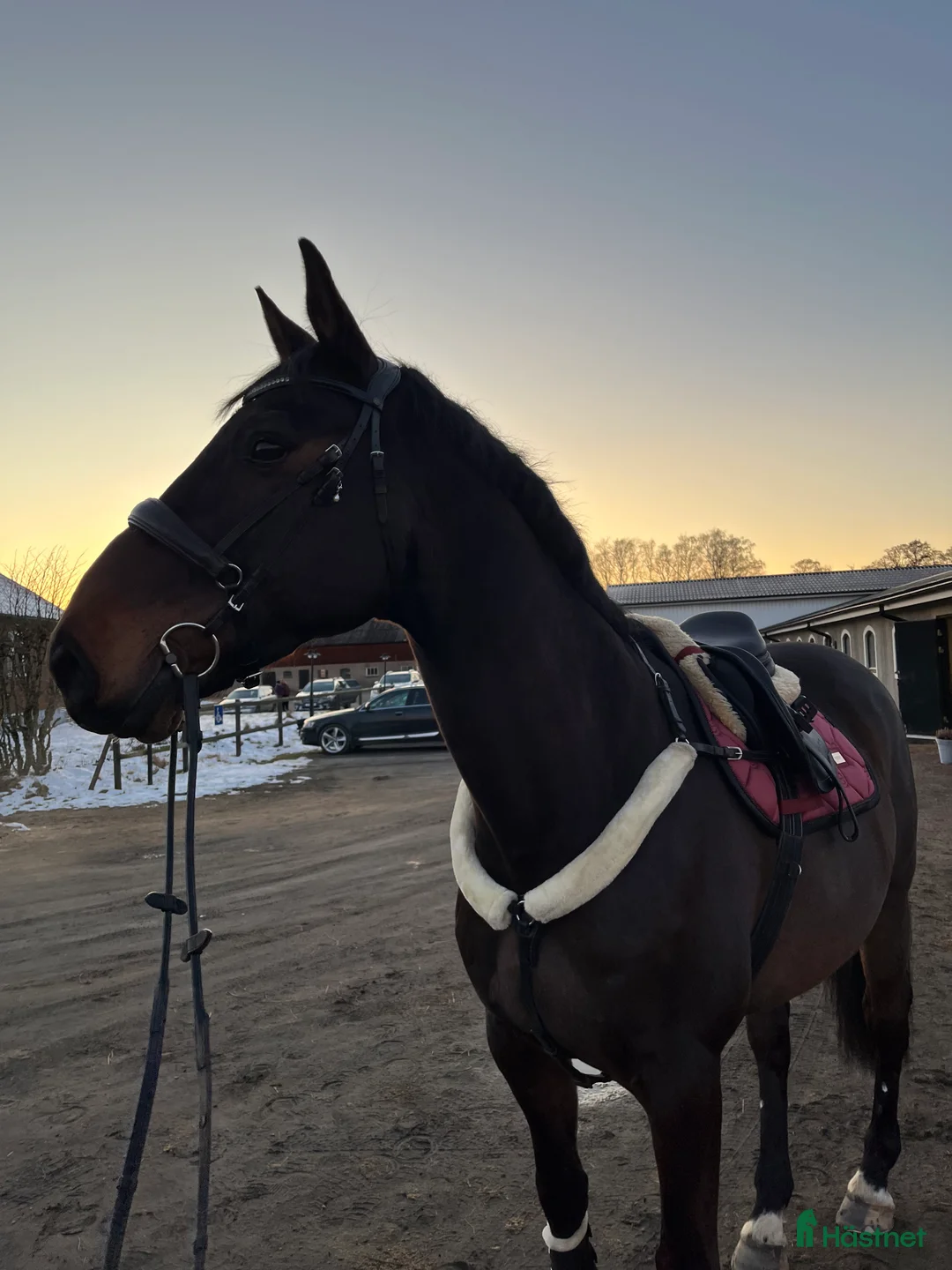 Allround hästar till salu: Världens finaste kille - Annons 2