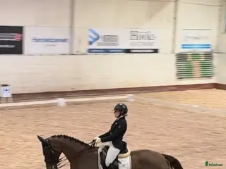 hästar Fantastiskt sto med utstrålning i Södertälje - Annons 13