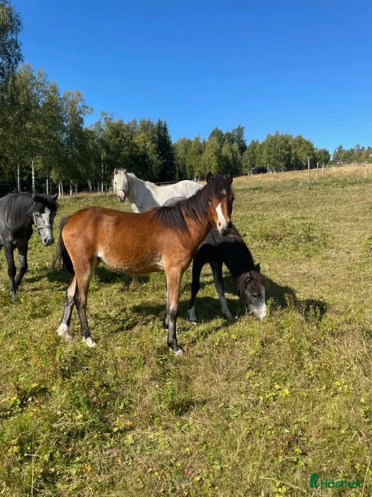  hästar welshponny hingst 1 år - Annons 4