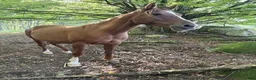 Allround hästar till salu: Söker du en arabisk mustang att göra en resa med - Annons 4
