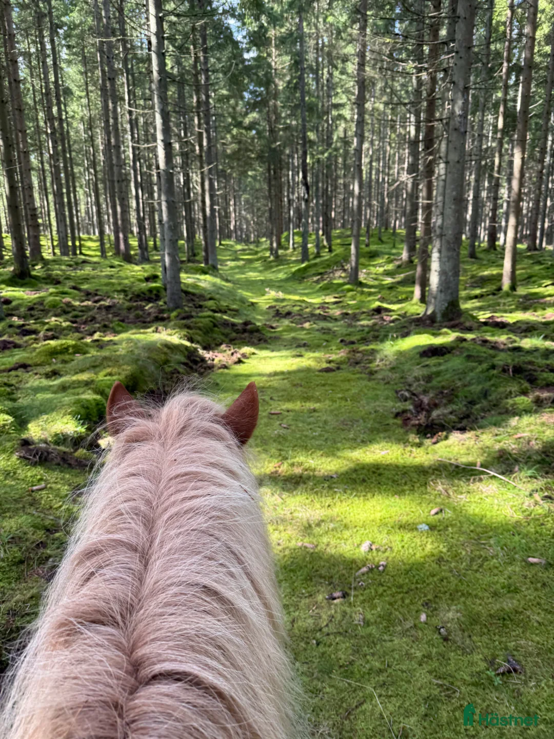  stallplats finnes: Lösdrift till islandshäst finnes!  - Annons 25