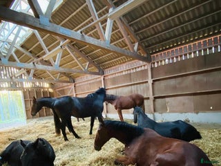 stallplats finnes i Nykvarn - Annons 1