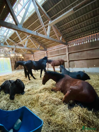 stallplats i Nykvarn - Annons 14