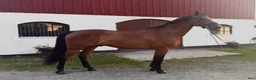 Allround hästar till salu: Positiv & ärlig allroundvalack  - Annons 1
