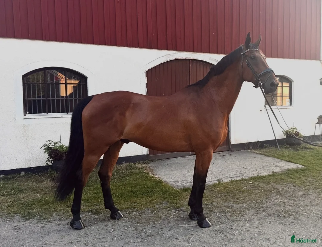 Allround hästar till salu: Positiv & ärlig allroundvalack  - Annons 1