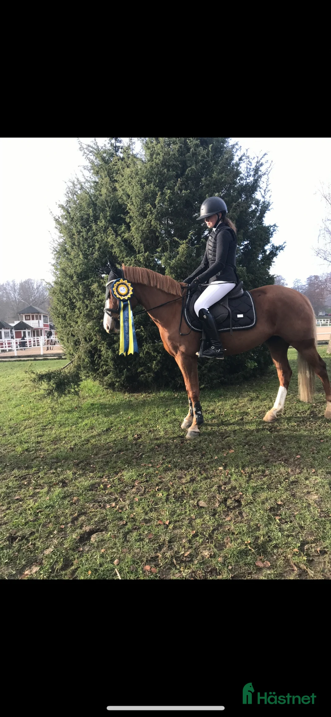 Allround hästar till salu: Superfint C-ponny sto tillsalu🌟 - Annons 2
