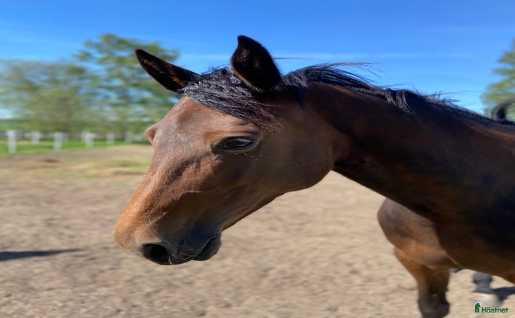  hästar i Kil - Annons 15