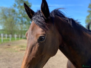 hästar Ridtravare söker nytt hem i Kil - Annons 14