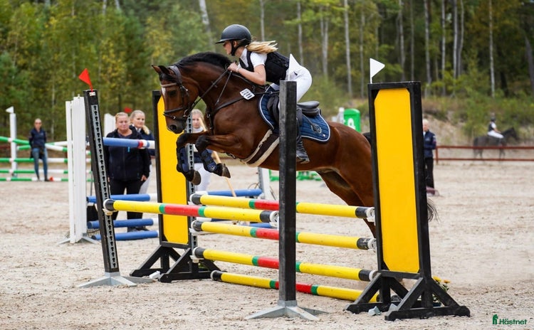 hästar i Upplands Väsby - Annons 12