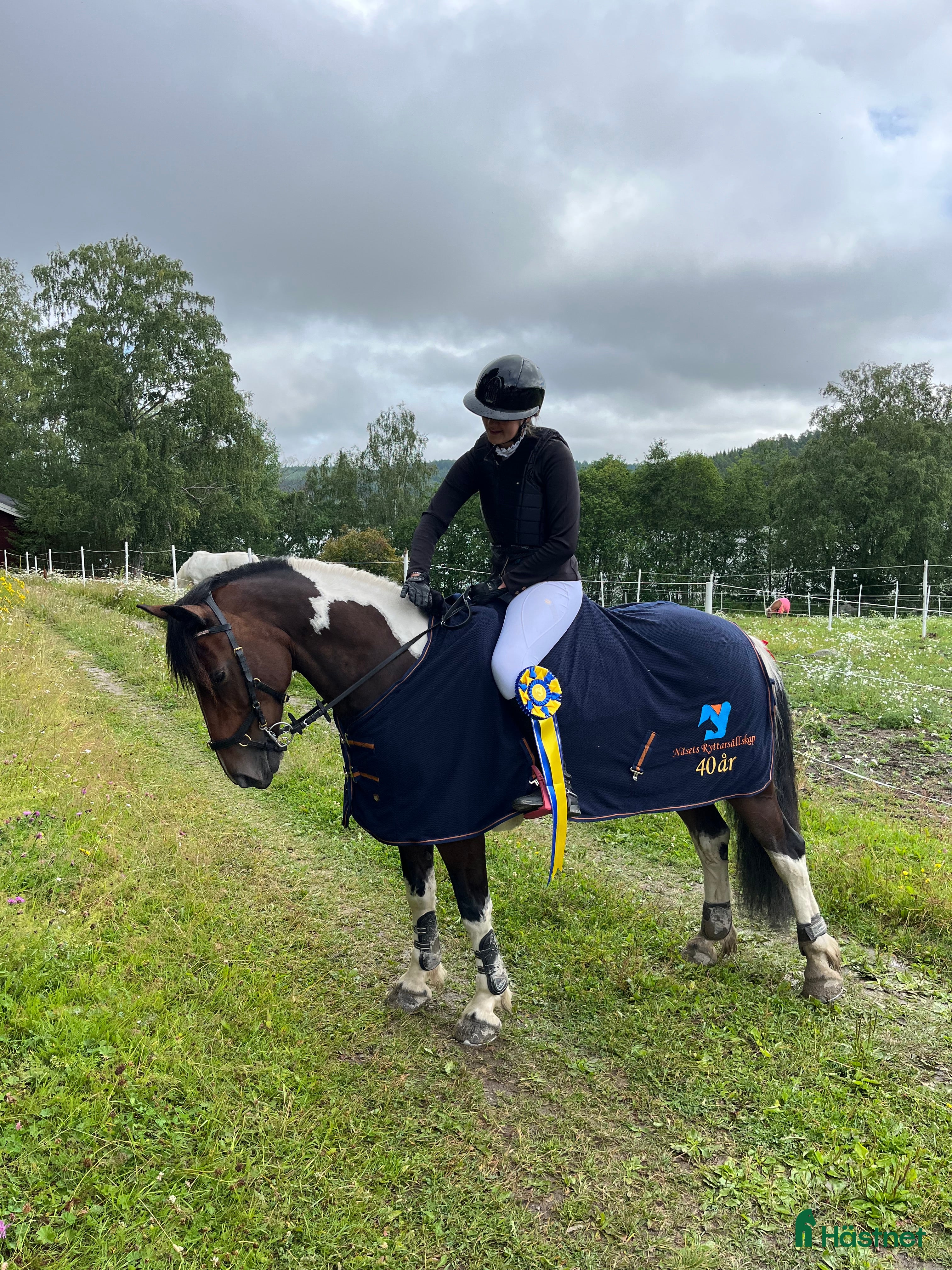 Hoppning hästar till salu: D-ponny söker nytt kärleksfullt hem i Alsen - Annons 1