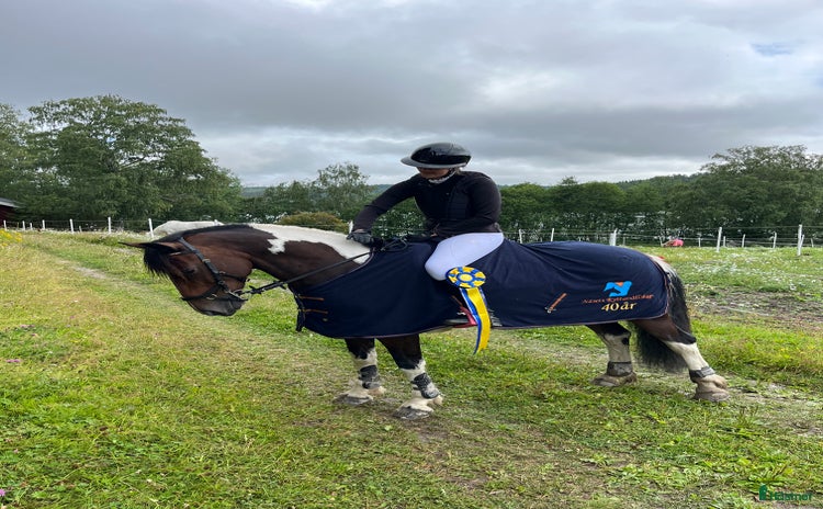  hästar i Alsen - Annons 3