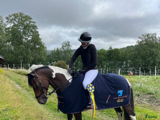 hästar D-ponny söker nytt kärleksfullt hem i Alsen - Annons 9