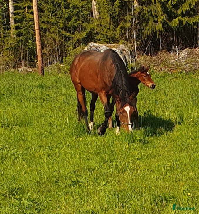  hästar FDA travhäst i Stöde - Annons 1